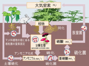 Nitrogen_Cycle_ja.svg