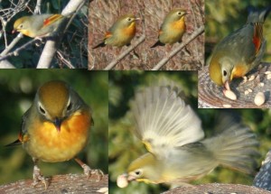 1024px-Leiothrix_lutea_in_Mount_Kinka_(Gifu)_2011-02-27