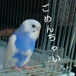 セキセインコ