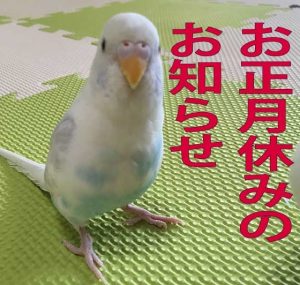 セキセイインコ　ルナ